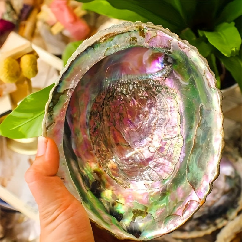 1pc Premium Large Abalone Shell - Ideal For Jewelry Making, Meditation & Home Decor