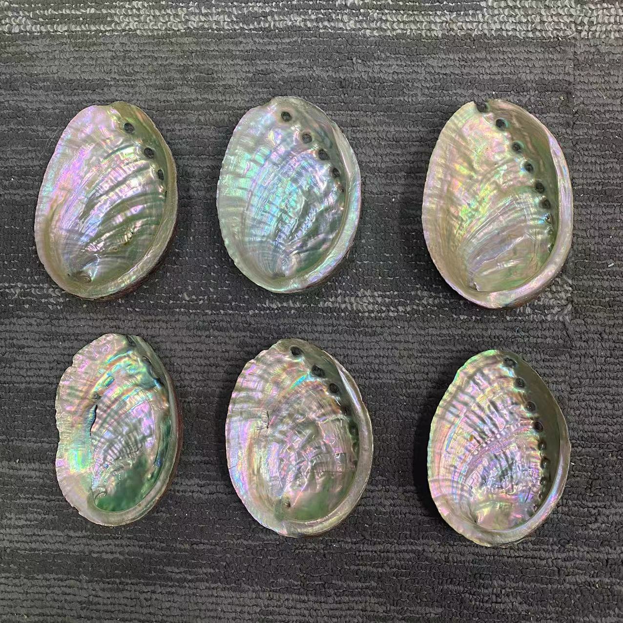 Wholesale of natural abalone shells