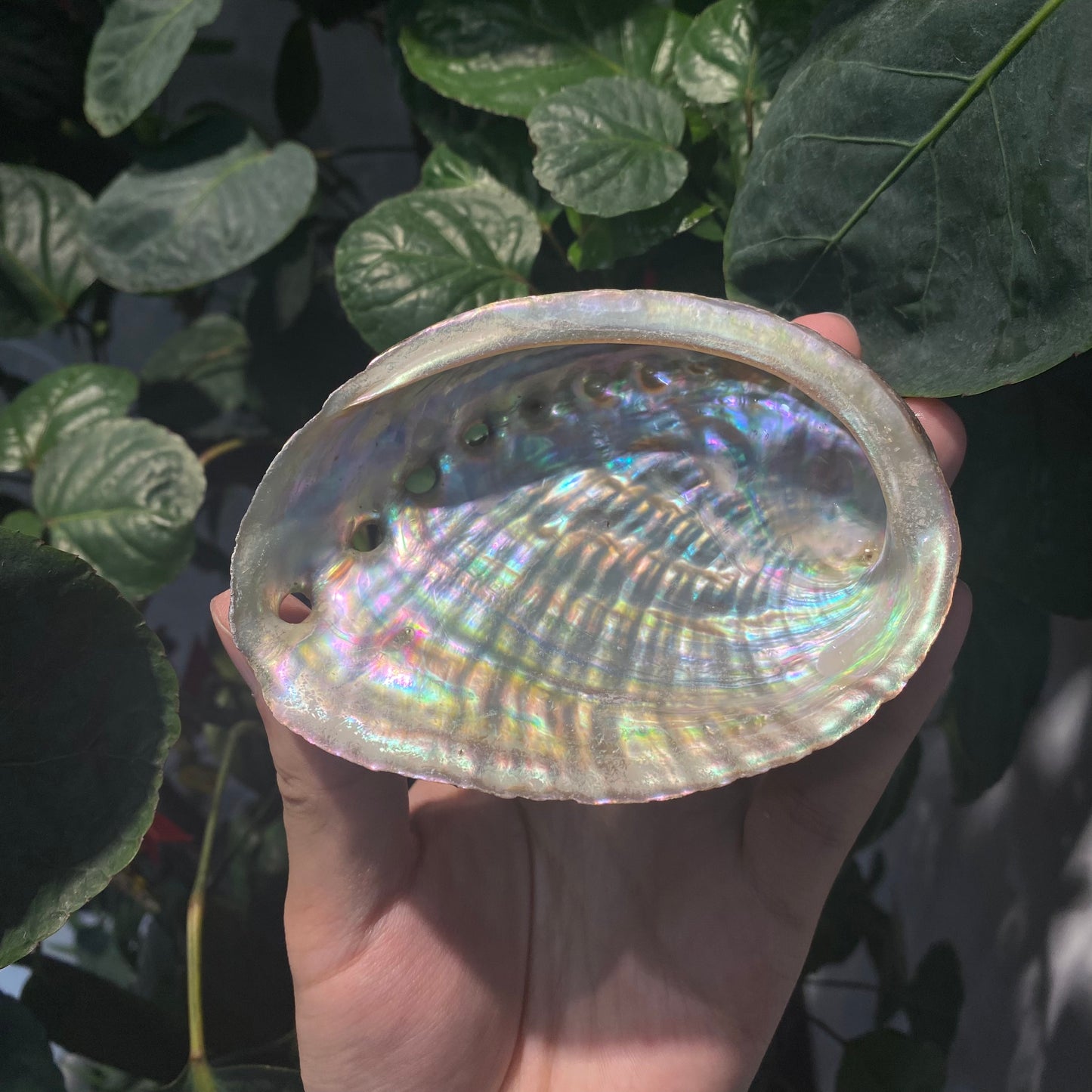 Wholesale of natural abalone shells