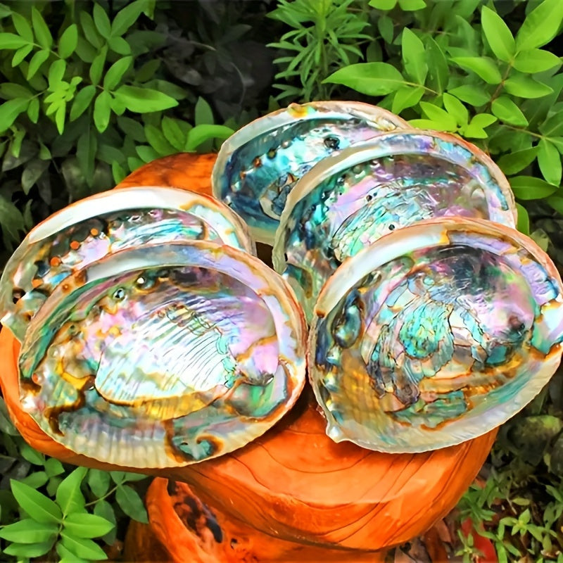 1pc Premium Large Abalone Shell - Ideal For Jewelry Making, Meditation & Home Decor