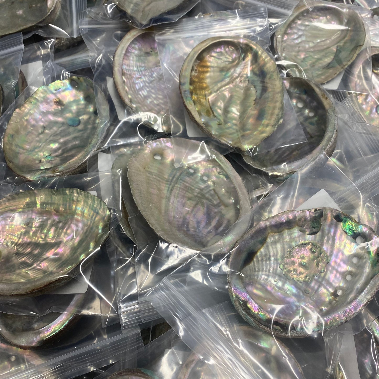 Wholesale of natural abalone shells