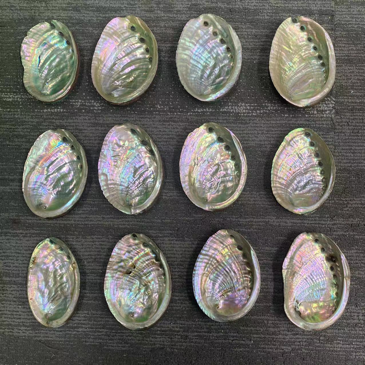 Wholesale of natural abalone shells