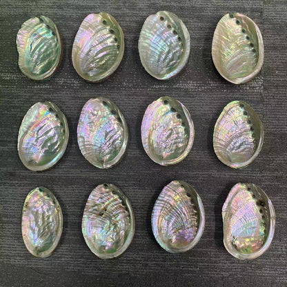 Wholesale of natural abalone shells