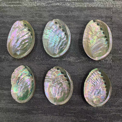 Wholesale of natural abalone shells