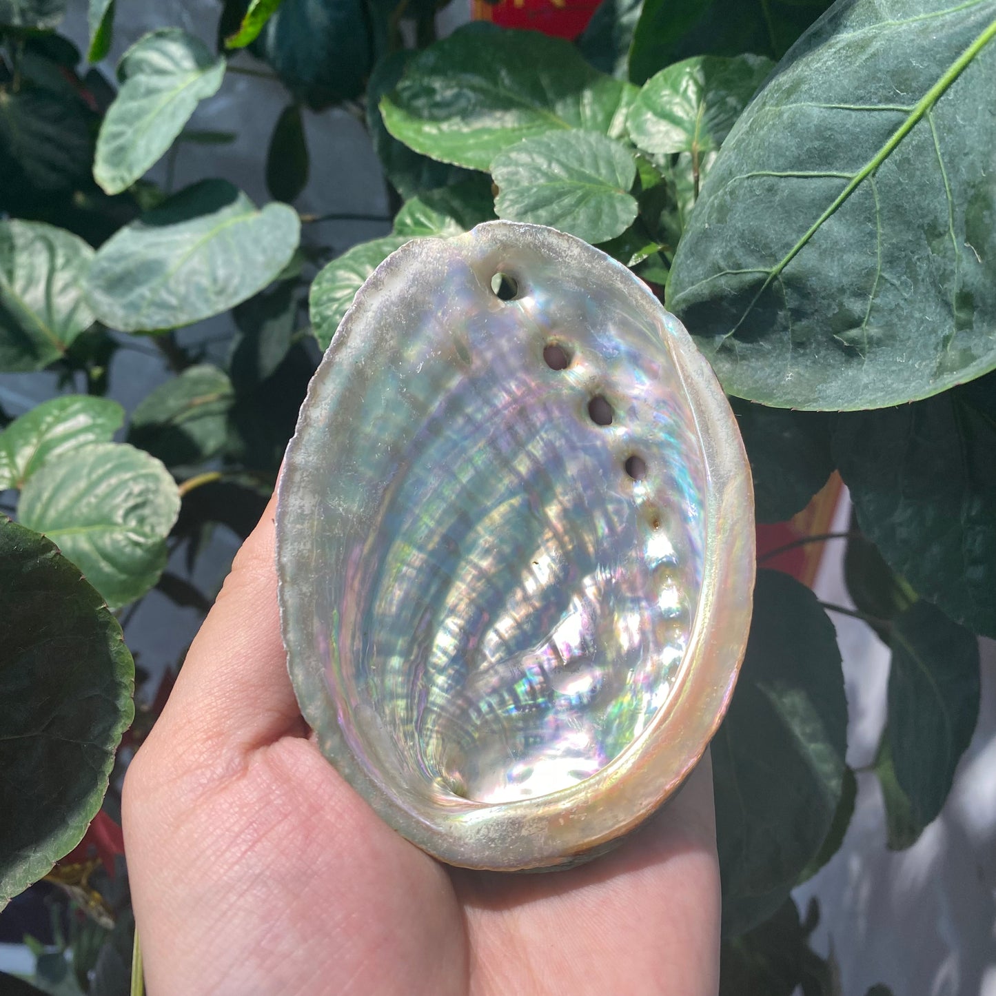Wholesale of natural abalone shells