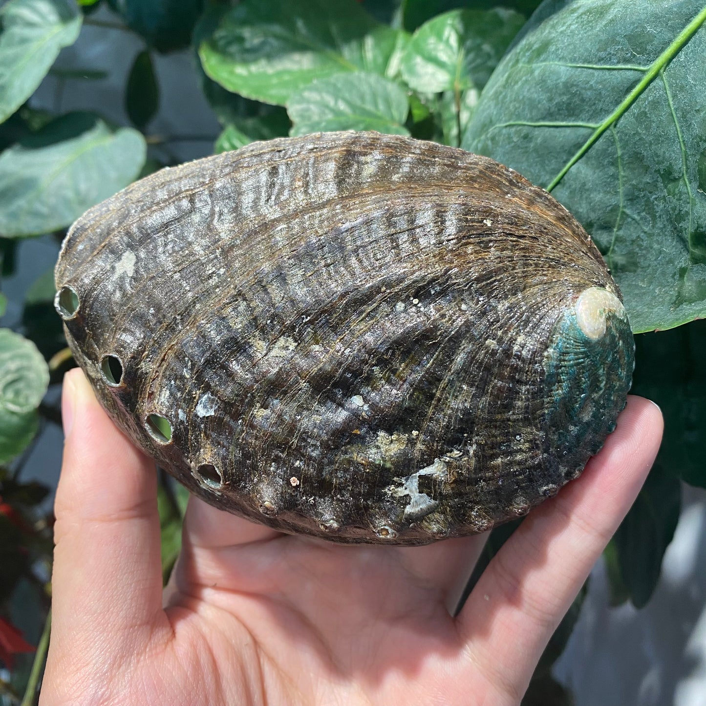 Wholesale of natural abalone shells