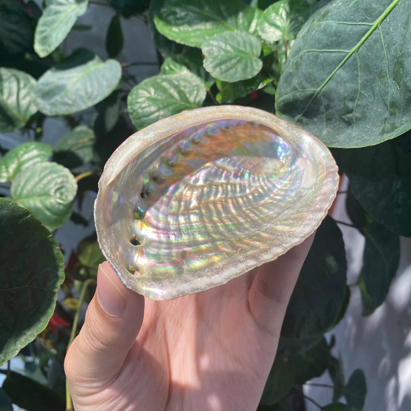 Wholesale of natural abalone shells