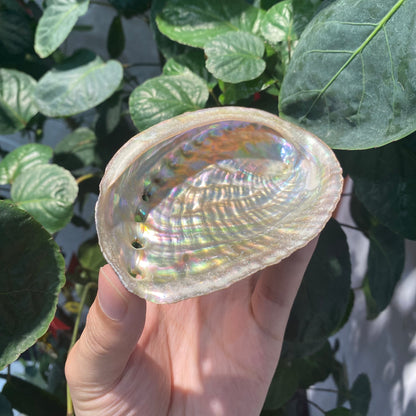 Wholesale of natural abalone shells