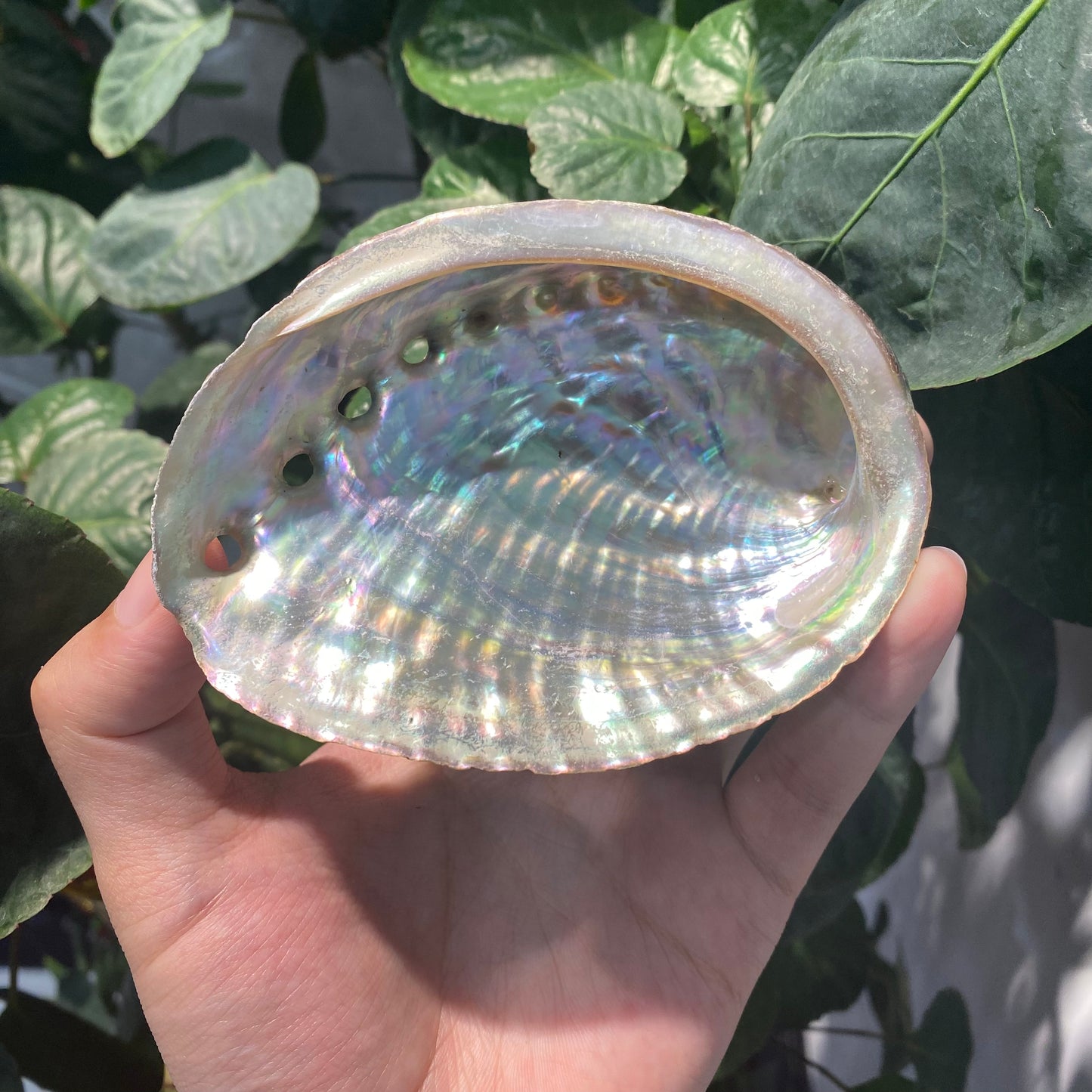 Wholesale of natural abalone shells