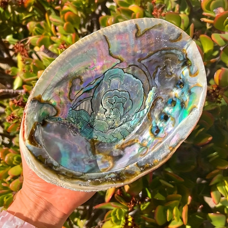 1pc Premium Large Abalone Shell - Special Gift For Loved Ones.