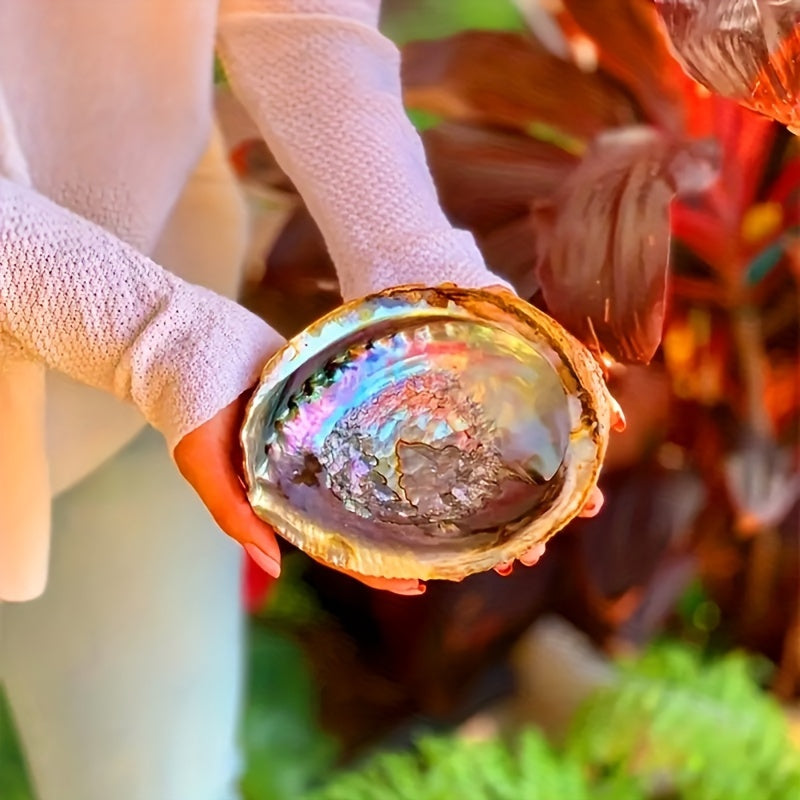 1pc Premium Large Abalone Shell - Special Gift For Loved Ones.